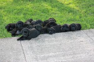 BritishBlackLabPuppies